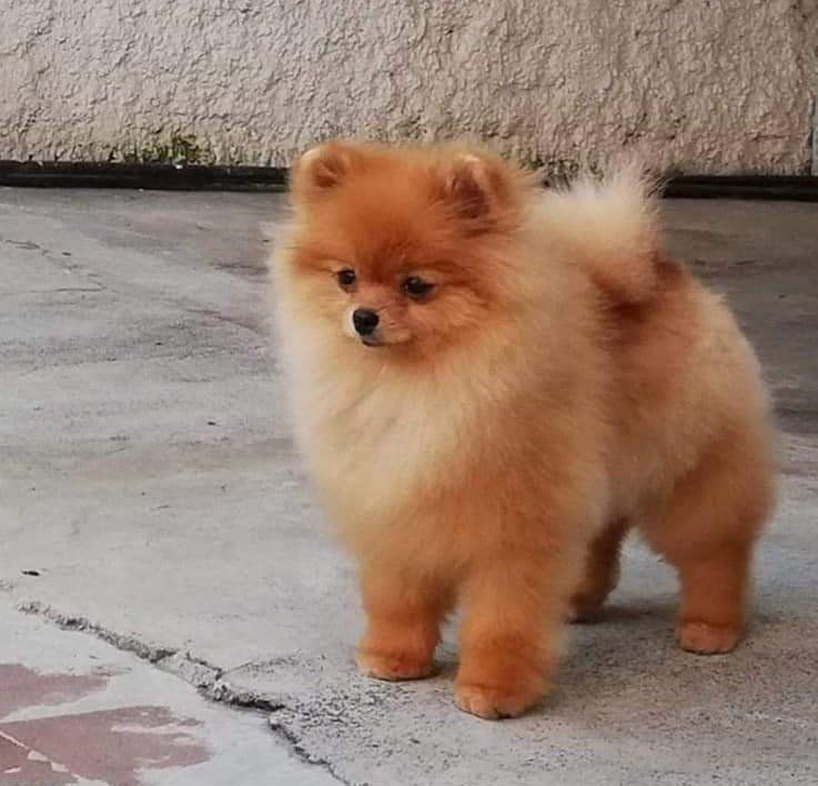 Criaderos De Pomerania En Mexico Pomeranias Mx Guadalajara